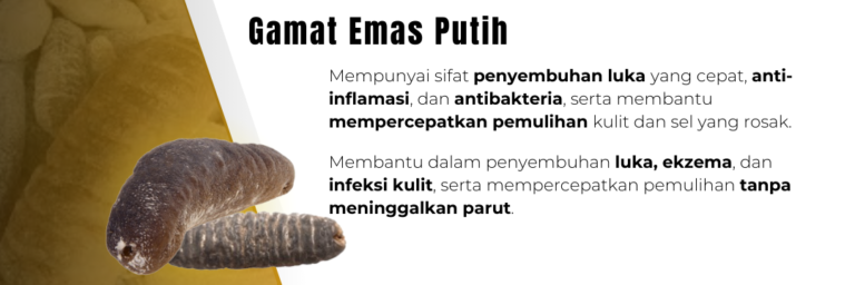 Khasiat Gamat Putih